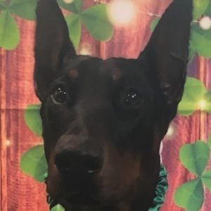 Meet your Posher, Rain